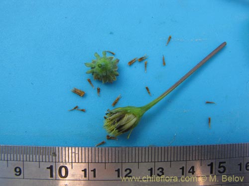 Image of Asteraceae sp. #1961 (). Click to enlarge parts of image.