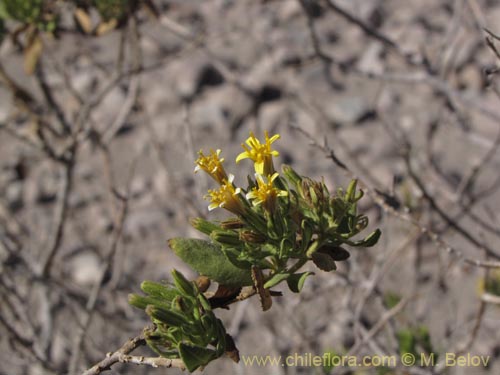 Image of Trixis cacolioides (). Click to enlarge parts of image.
