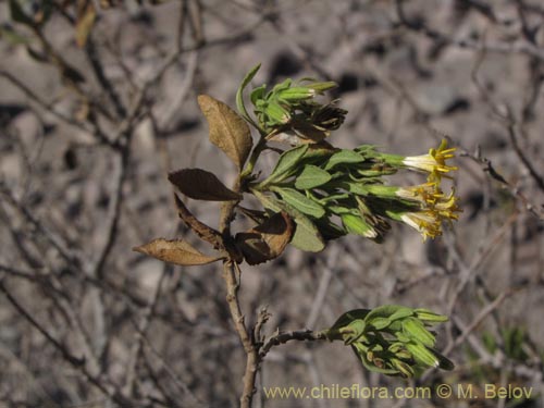 Image of Trixis cacolioides (). Click to enlarge parts of image.