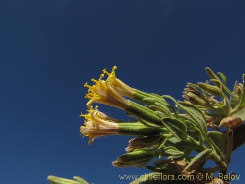 Image of Trixis cacolioides (). Click to enlarge parts of image.