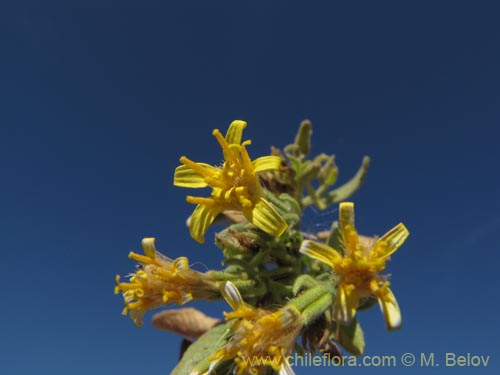 Image of Trixis cacolioides (). Click to enlarge parts of image.