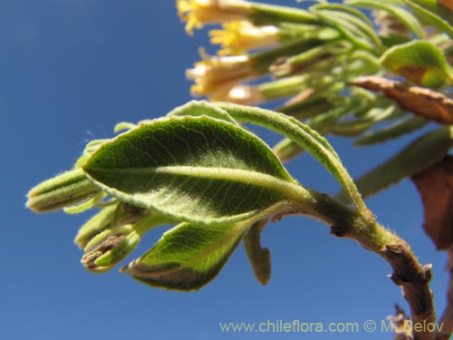 Image of Trixis cacolioides (). Click to enlarge parts of image.