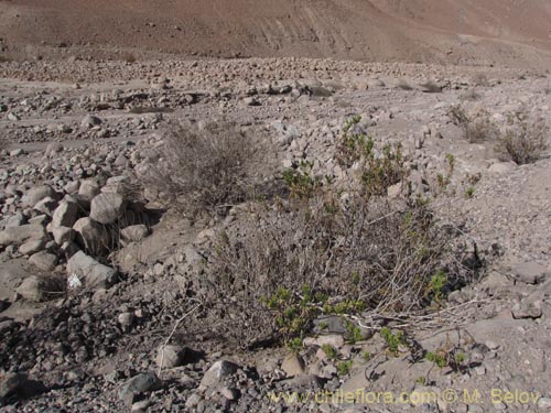 Image of Trixis cacolioides (). Click to enlarge parts of image.