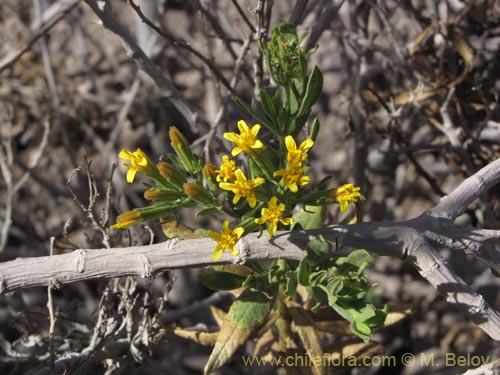 Image of Trixis cacolioides (). Click to enlarge parts of image.