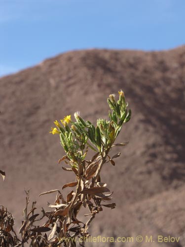 Image of Trixis cacolioides (). Click to enlarge parts of image.