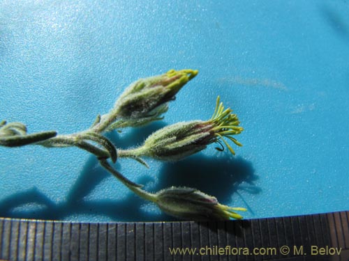 Imágen de Asteraceae sp. #1963 (). Haga un clic para aumentar parte de imágen.