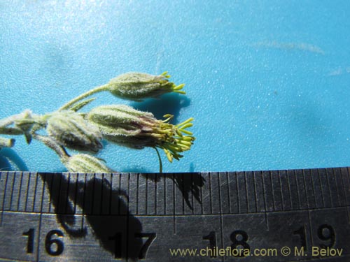 Imágen de Asteraceae sp. #1963 (). Haga un clic para aumentar parte de imágen.