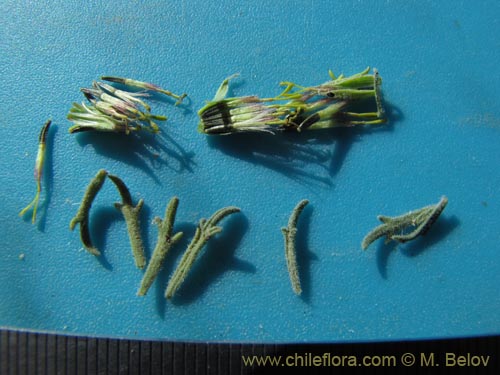 Imágen de Asteraceae sp. #1963 (). Haga un clic para aumentar parte de imágen.