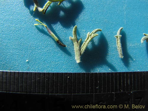 Imágen de Asteraceae sp. #1963 (). Haga un clic para aumentar parte de imágen.