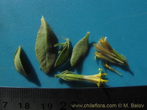 Image of Trixis cacolioides (). Click to enlarge parts of image.