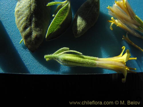 Image of Trixis cacolioides (). Click to enlarge parts of image.