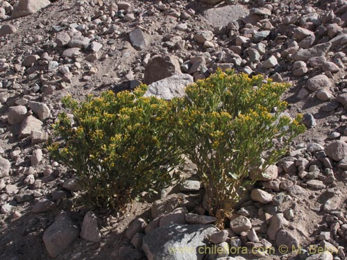 Image of Trixis cacolioides (). Click to enlarge parts of image.