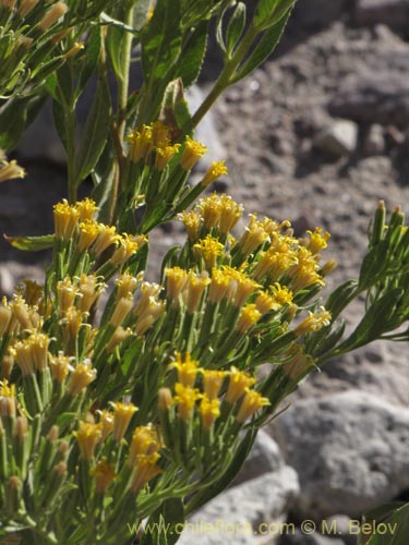 Image of Trixis cacolioides (). Click to enlarge parts of image.