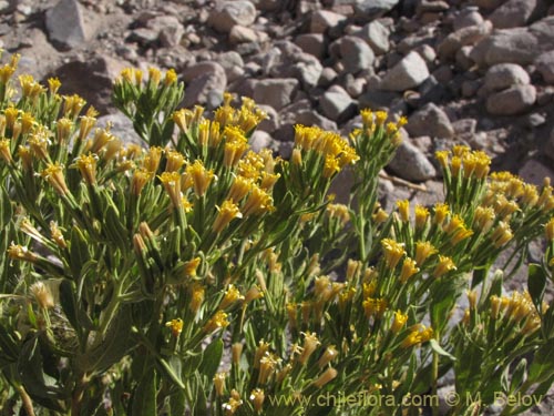 Image of Trixis cacolioides (). Click to enlarge parts of image.