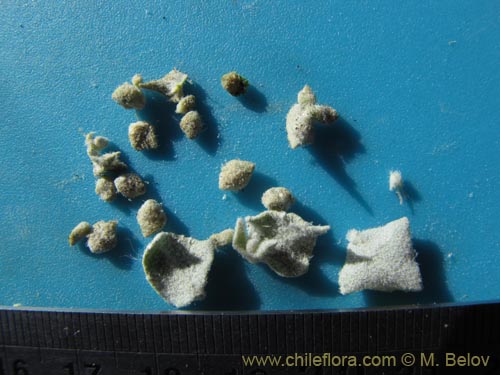 Image of Atriplex imbricata (). Click to enlarge parts of image.