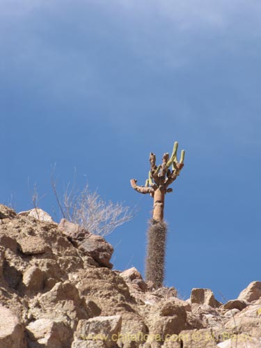 Browningia candelarisの写真