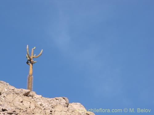 Browningia candelarisの写真