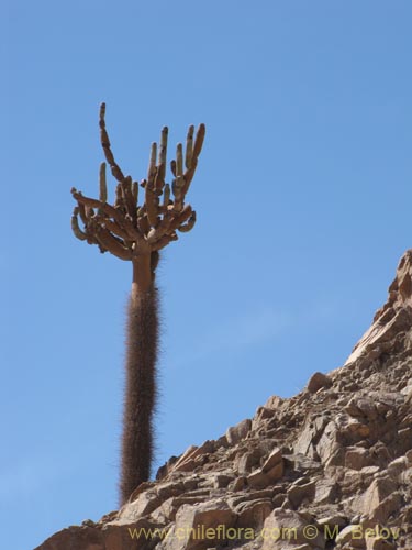 Browningia candelarisの写真