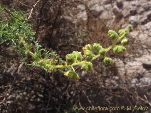 Image of Ambrosia artemisioides (). Click to enlarge parts of image.
