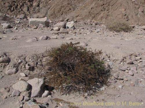 Image of Ambrosia artemisioides (). Click to enlarge parts of image.