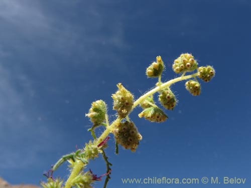 Image of Ambrosia artemisioides (). Click to enlarge parts of image.