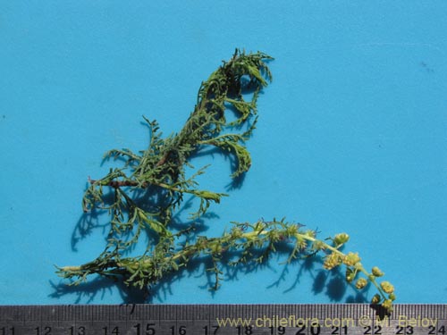 Image of Ambrosia artemisioides (). Click to enlarge parts of image.