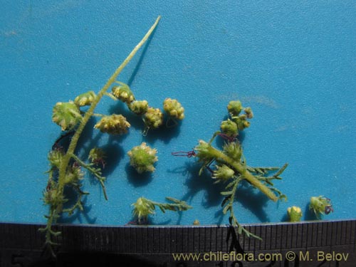 Image of Ambrosia artemisioides (). Click to enlarge parts of image.