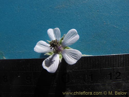 Bild von Tarasa operculata (). Klicken Sie, um den Ausschnitt zu vergrössern.