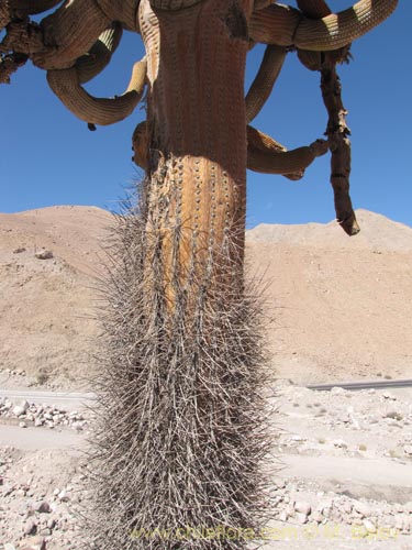 Browningia candelarisの写真