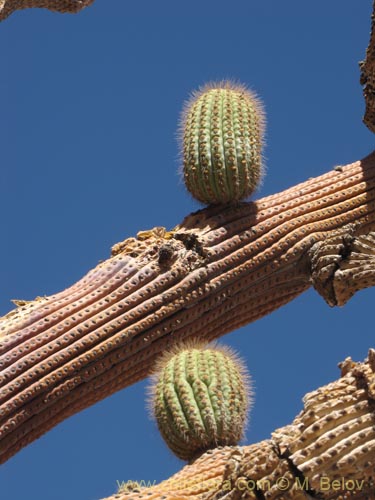 Browningia candelarisの写真