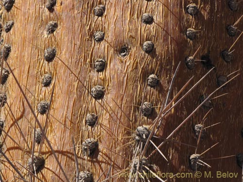 Browningia candelarisの写真