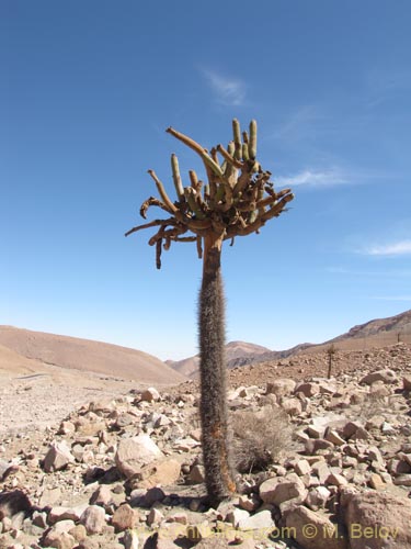 Browningia candelarisの写真