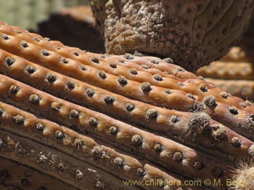 Browningia candelarisの写真