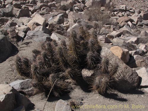 Bild von Haageocereus fascicularis (). Klicken Sie, um den Ausschnitt zu vergrössern.