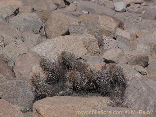 Haageocereus fascicularisの写真