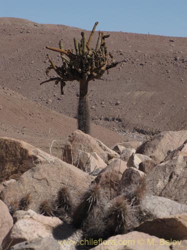 Browningia candelarisの写真