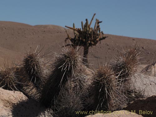 Haageocereus fascicularisの写真