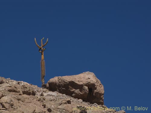 Browningia candelarisの写真