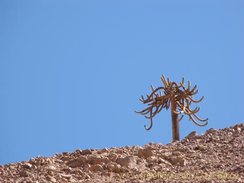 Browningia candelarisの写真