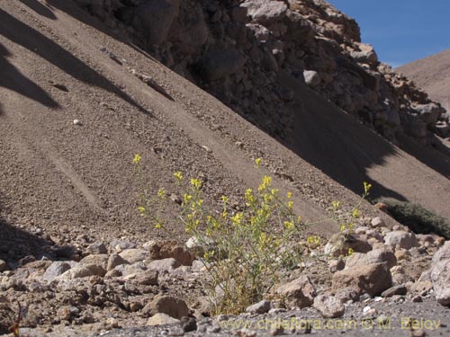 Brassicaceae sp. #2015의 사진