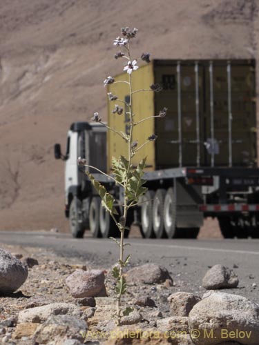 Bild von Tarasa operculata (). Klicken Sie, um den Ausschnitt zu vergrössern.