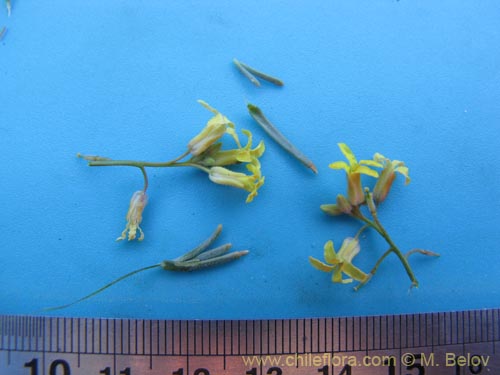 Bild von Brassicaceae sp. #2015 (). Klicken Sie, um den Ausschnitt zu vergrössern.