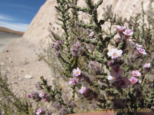 Bild von Acantholippia tarapacana (Rica-rica). Klicken Sie, um den Ausschnitt zu vergrössern.