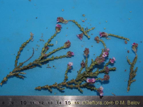 Acantholippia tarapacana의 사진