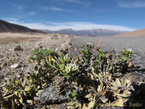 Heliotropium curassavicumの写真