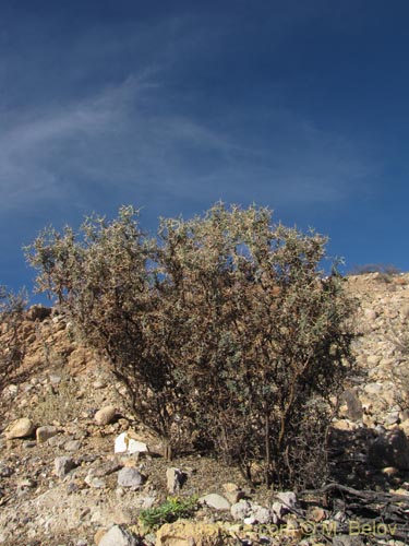 Bild von Adesmia spinosissima (). Klicken Sie, um den Ausschnitt zu vergrössern.