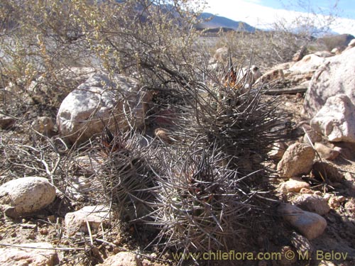 Image of Neowerdermannia chilensis (). Click to enlarge parts of image.