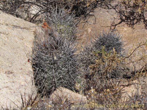 Image of Neowerdermannia chilensis (). Click to enlarge parts of image.