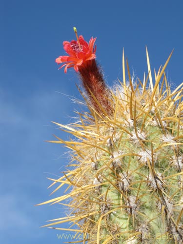 Image of Oreocereus leucotrichus (viejito/chastudo). Click to enlarge parts of image.