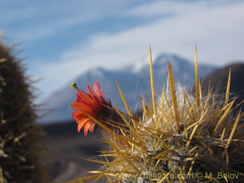 Imágen de Oreocereus leucotrichus (viejito/chastudo). Haga un clic para aumentar parte de imágen.